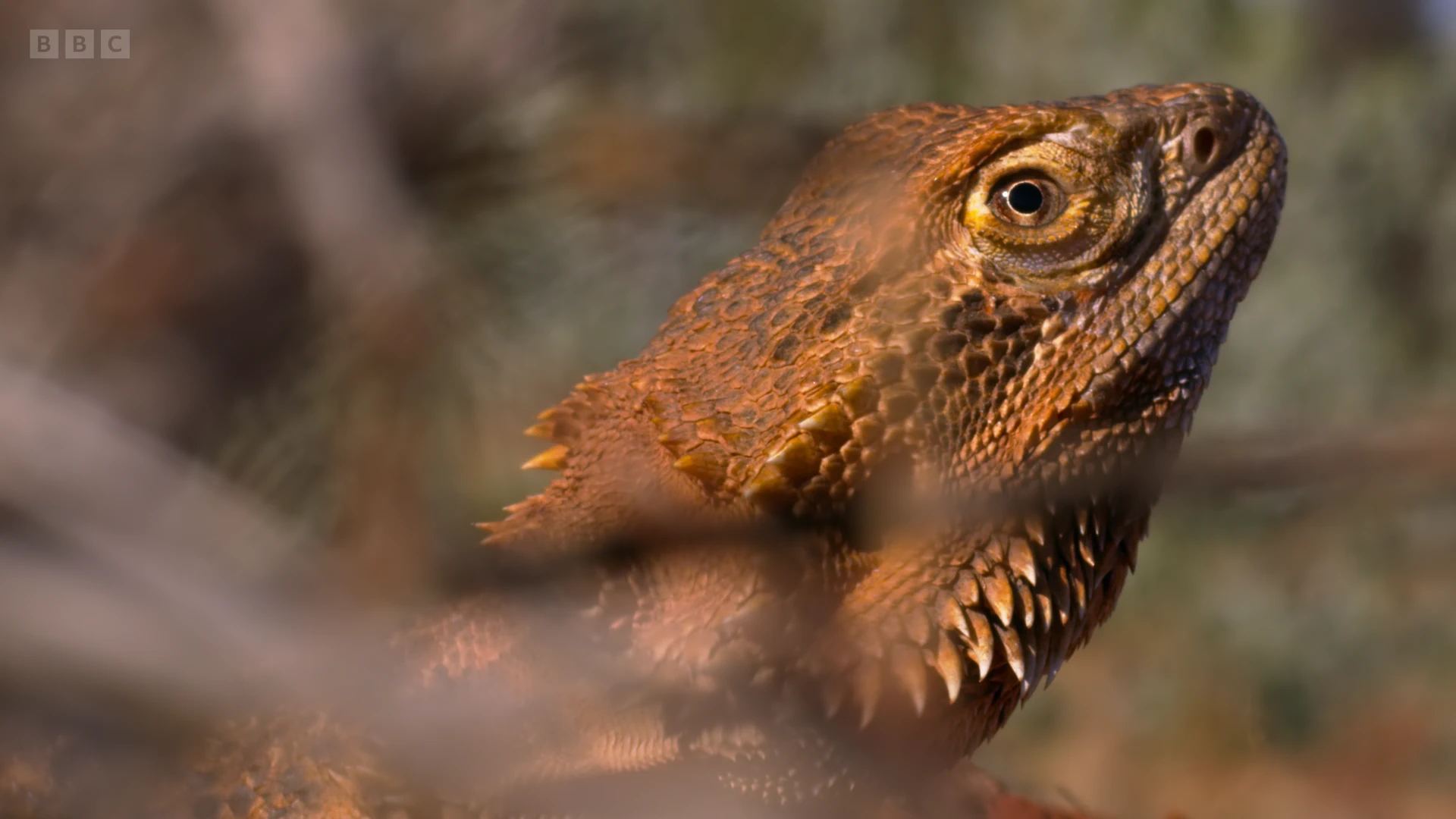 Central bearded dragon (Pogona vitticeps) as shown in Seven Worlds, One Planet - Australia